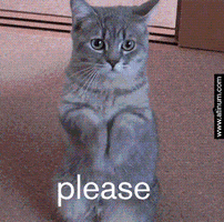 Please Please Cat GIF by Guldhart