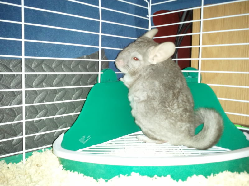 2011-01-17153323-1.jpg