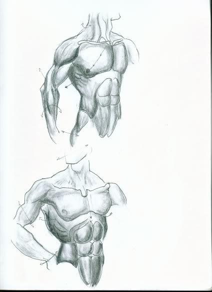 Anatomystudy4.jpg