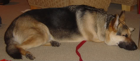 Buddy.jpg