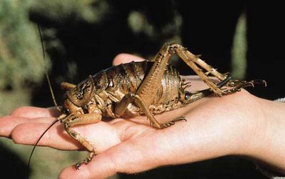 bug-and-butterfly-garden-weta.jpg