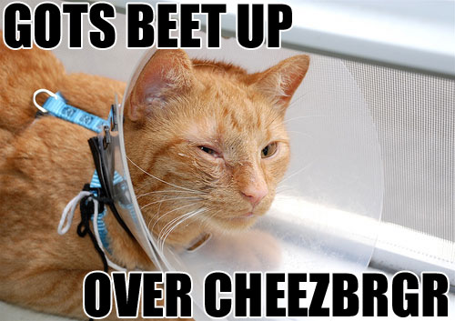 cheddybrgr.jpg