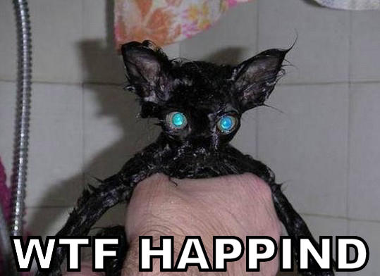 clean-dazed-kitty.jpg