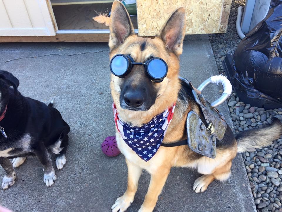 Dog shop welding goggles