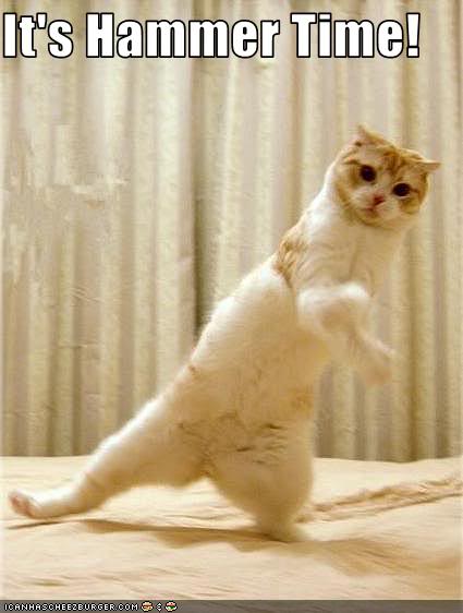 funny-pictures-cat-does-dance.jpg