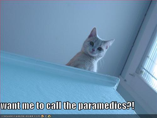 funny-pictures-concerned-cat-parame.jpg