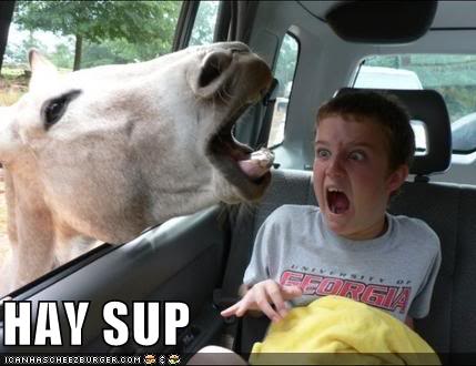 funny-pictures-horse-in-car.jpg