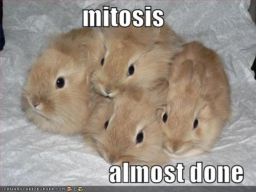 funny-pictures-mitosis-rabbits.jpg