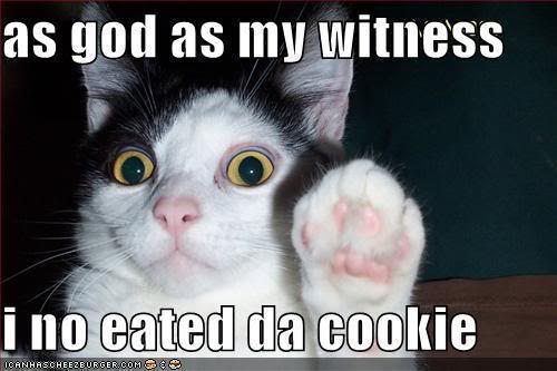 funny-pictures-testify-cat.jpg