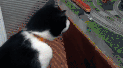 giphy-downsized (28).gif