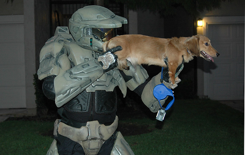 halo_dog.jpg