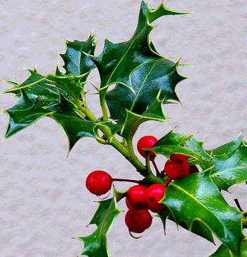 holly.gif
