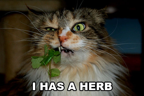 ihasaherb1.jpg