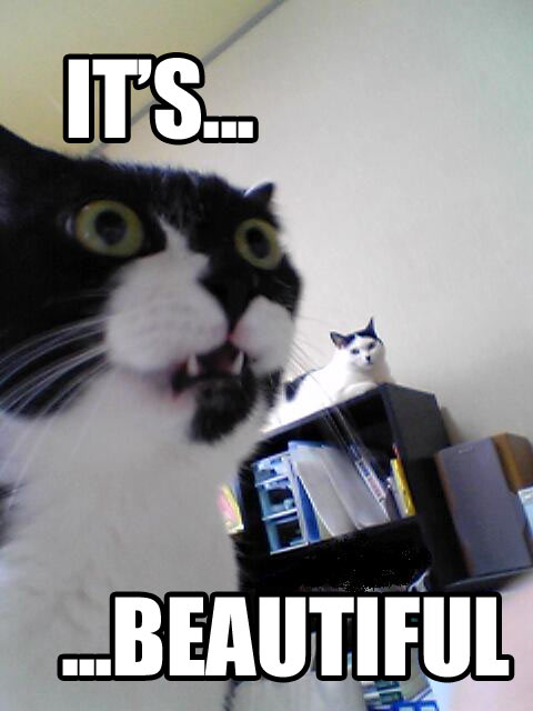 its-beautiful-cat-cats-kitten-kitty-pic-picture-funny-lolcat-cute-fun-lovely-photo-images.jpg