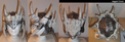 jagged11.jpg