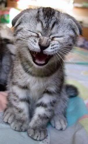 lolcat.jpg