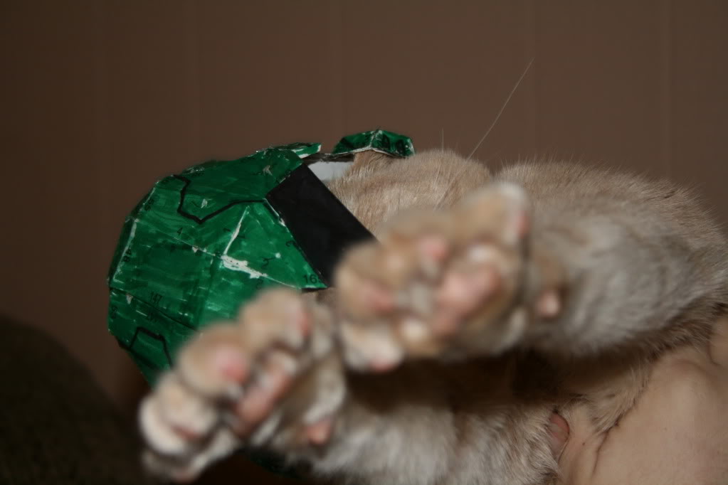 momoabuzeXD001.jpg