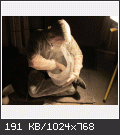 noble6_version2_fiberglass_t.gif