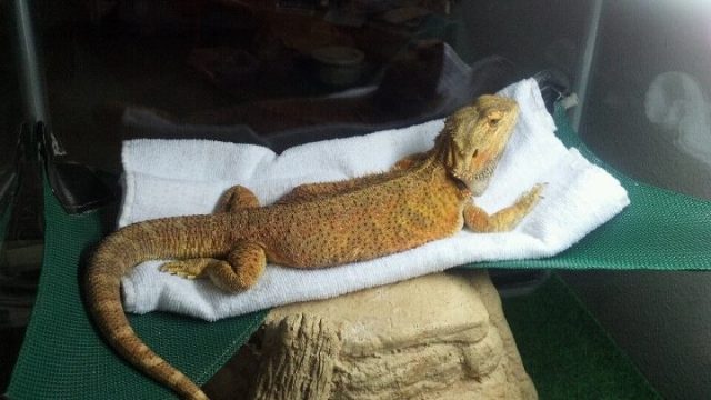 Nthorelaxing.jpg