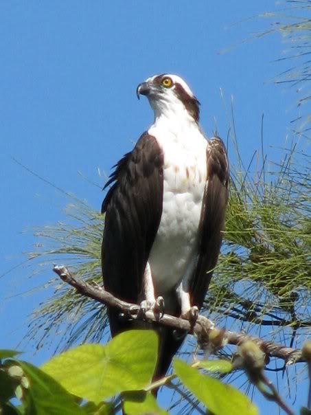 osprey.jpg