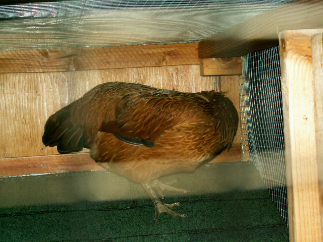 PICT0080-1.jpg