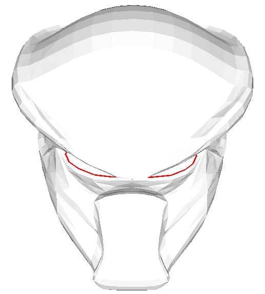 predator.jpg