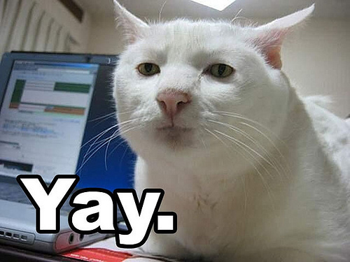 serious_cat_yay.jpg