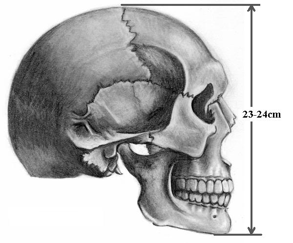 skull.jpg