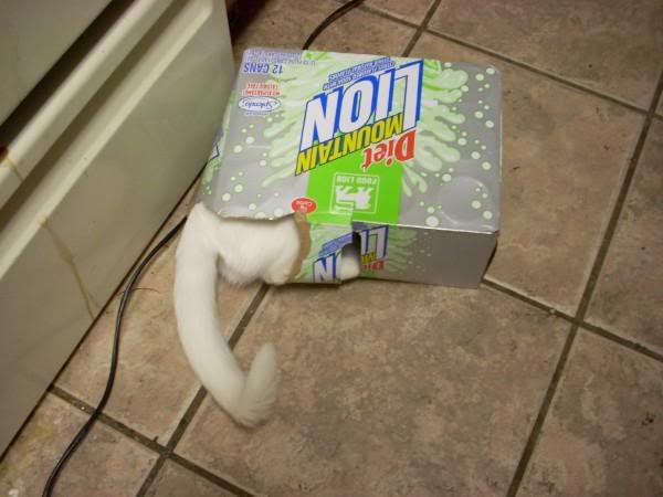 snowflakeinasodabox01.jpg
