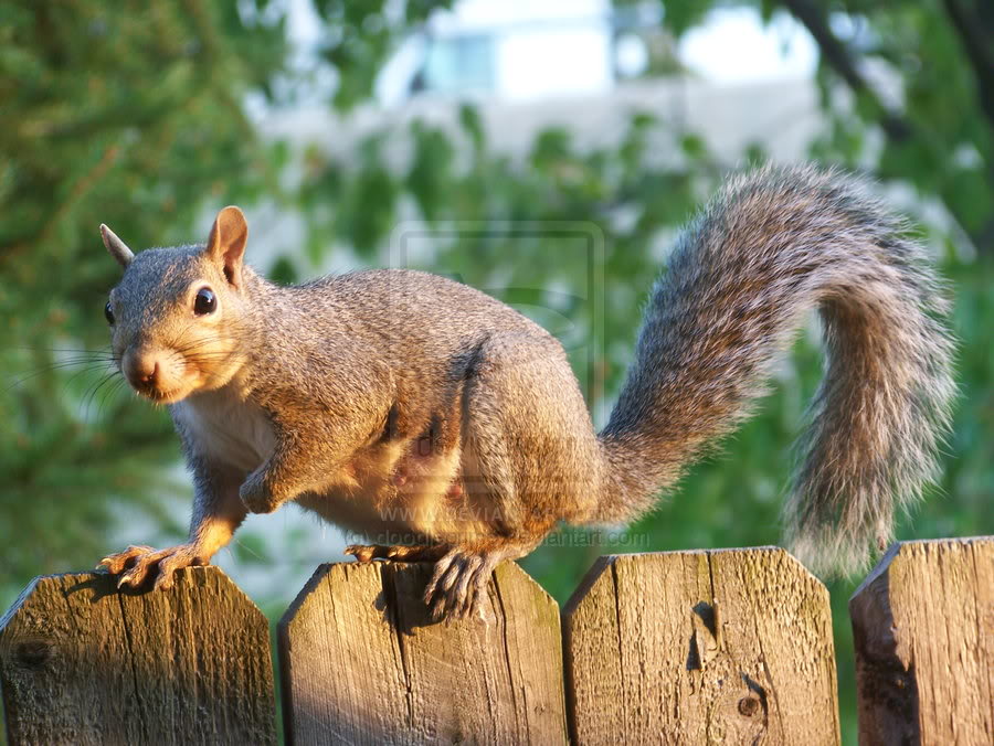 Squirrel_by_doodleprime.jpg