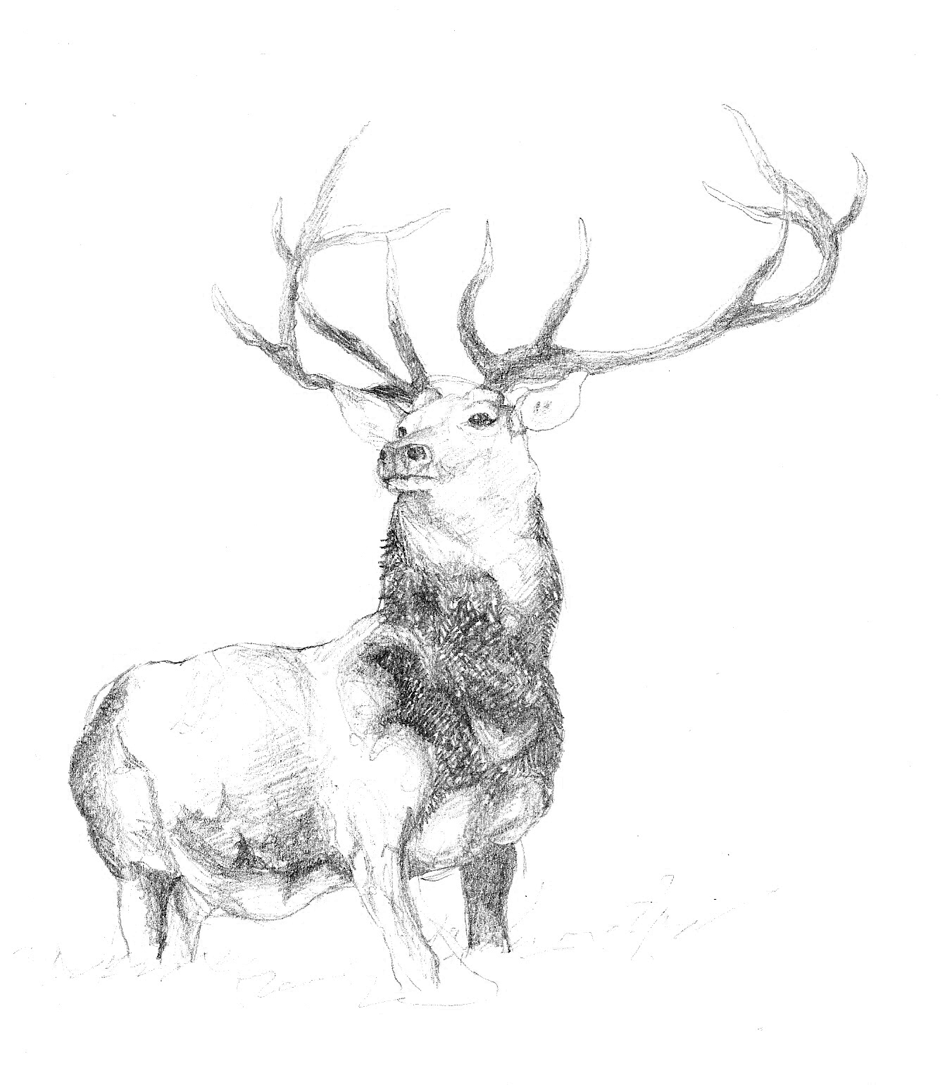 Stag_by_smilie5768.jpg