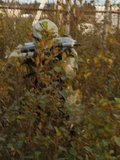 th_Advancing-bushes-2.jpg