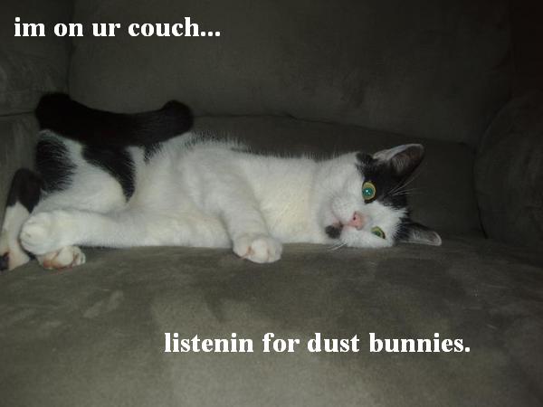 where-my-dust-bunnies.jpg