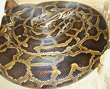 x-Python_molurus_%D1%82%D0%B8%D0%B3%D1%80%D0%BE%D0%B2%D1%8B%D0%B9_%D0%BF%D0%B8%D1%82%D0%BE%D0%BD.jpg